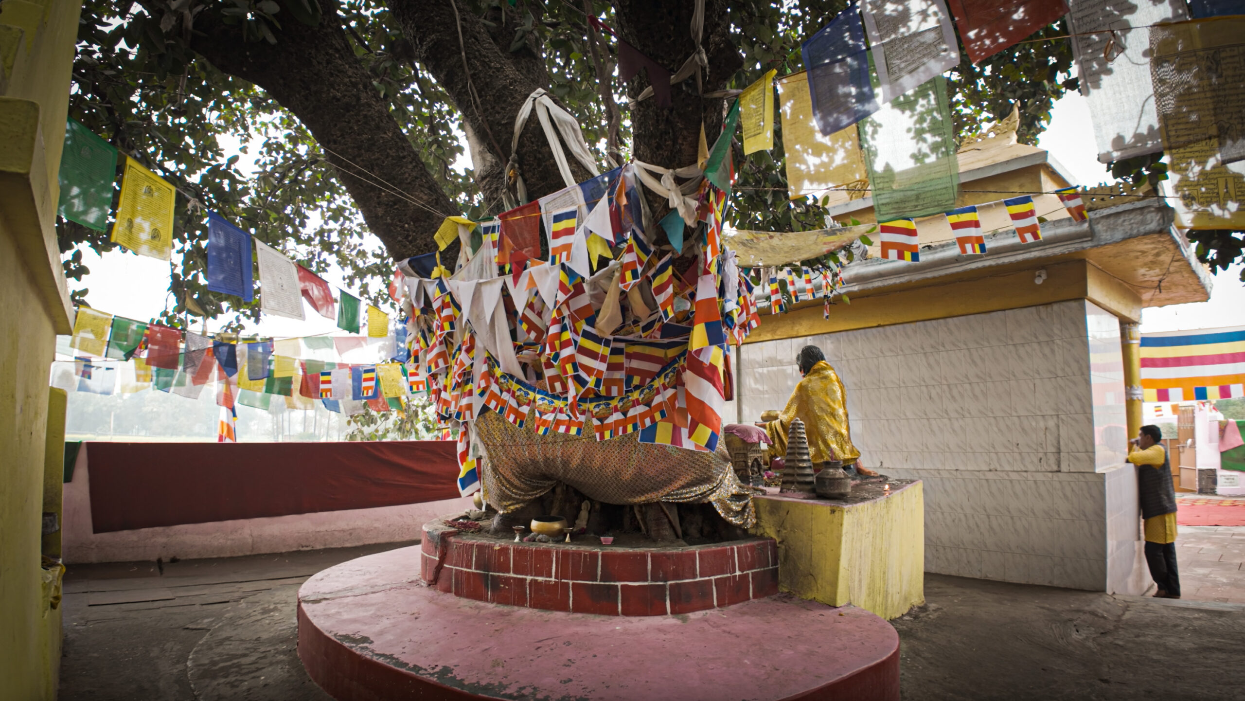 Banyan Tree at Sujata Temple